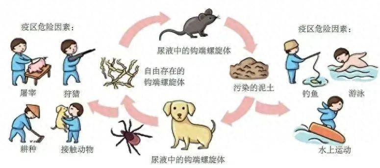 皇冠皇冠平台_致死率高达70%皇冠皇冠平台，雨季高发，警惕危险的“鼠尿病”