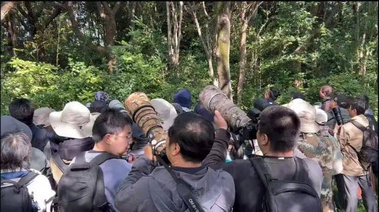 皇冠足球平台代理申请_百年罕见！首次在上海被目击皇冠足球平台代理申请，有人专门从北京“打飞的”赶来